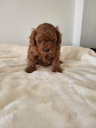 RED BROWN TOY POODLE ERKEK