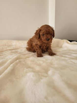 RED BROWN TOY POODLE ERKEK