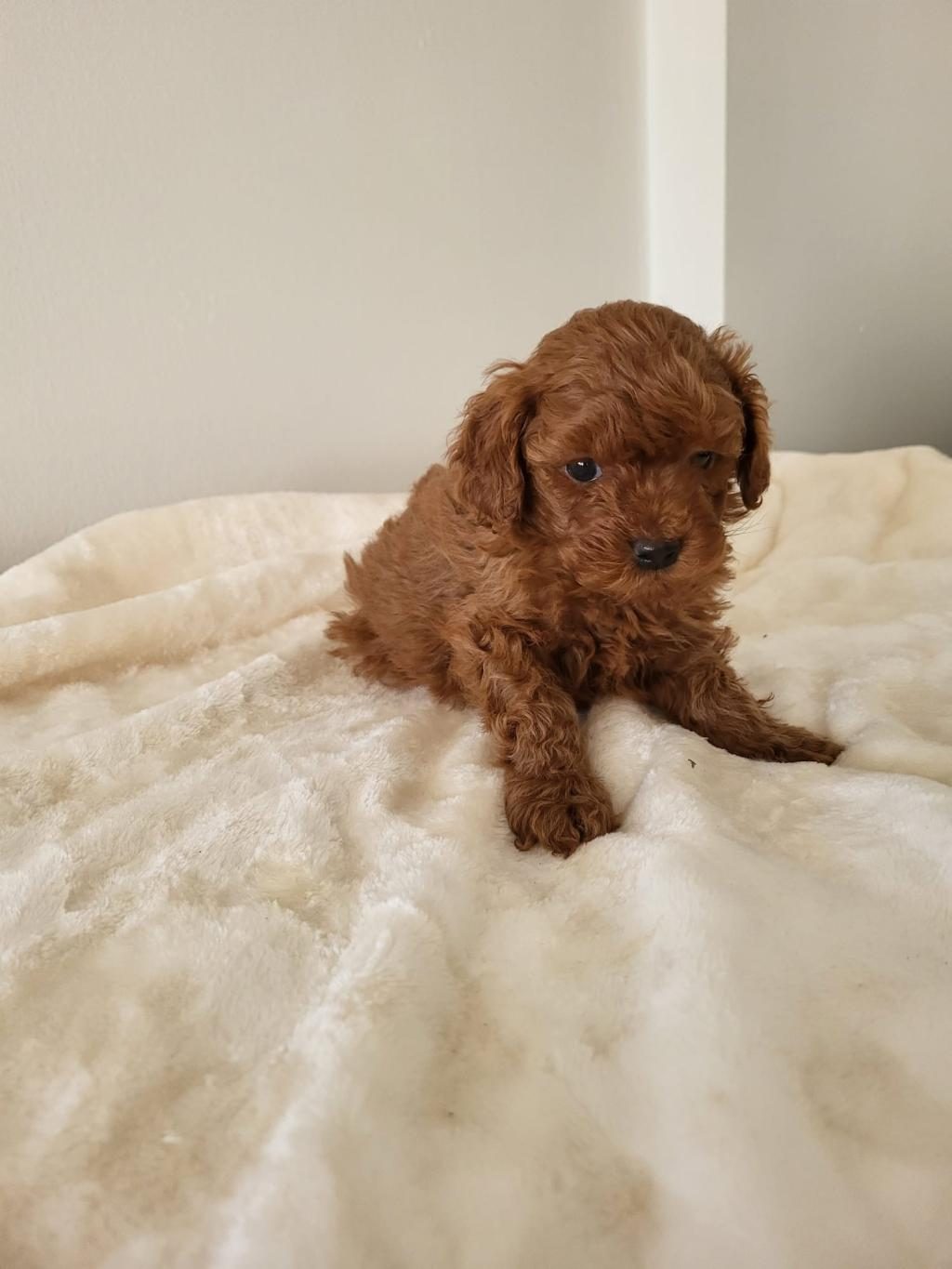 RED BROWN TOY POODLE ERKEK