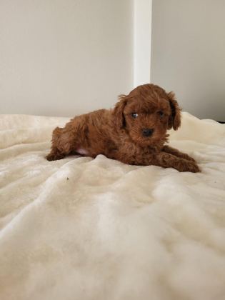 RED BROWN TOY POODLE ERKEK