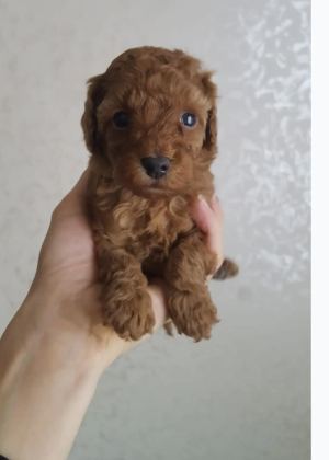 POODLE YAVRULARI