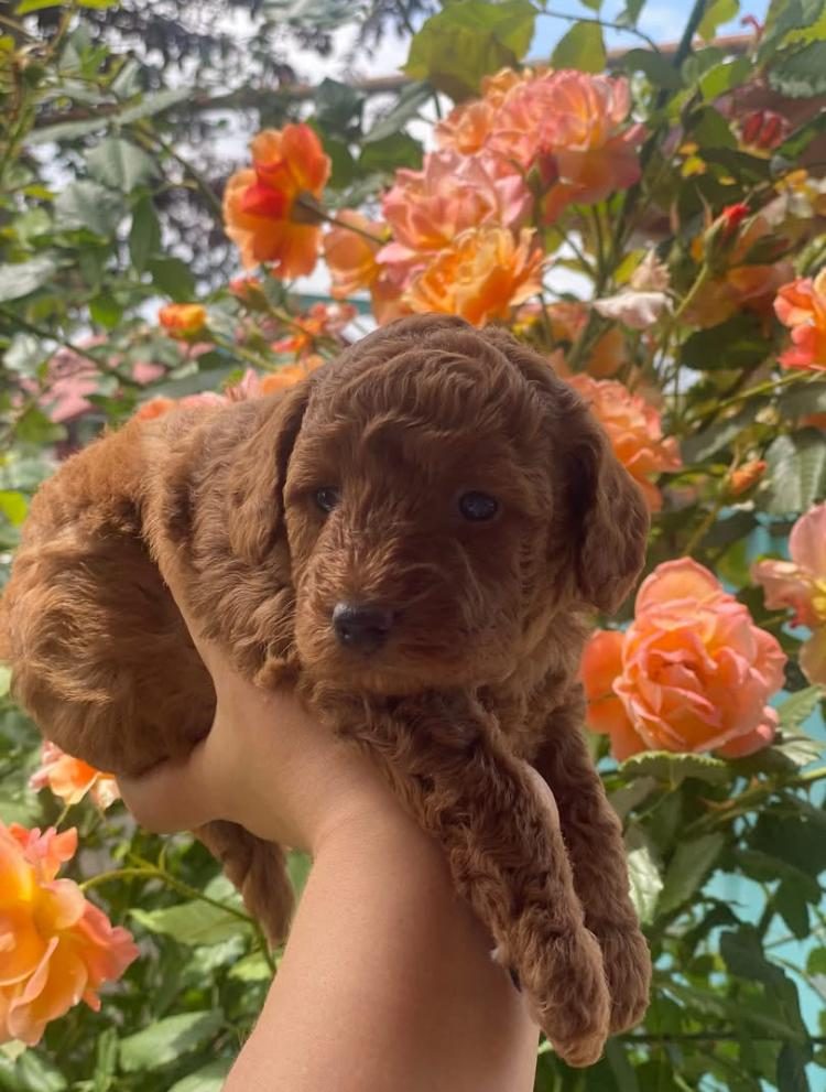 POODLE YAVRULARI