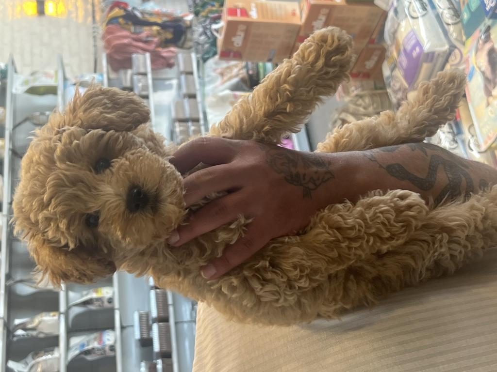 3 AYLIK DİŞİ YAVRU POODLE