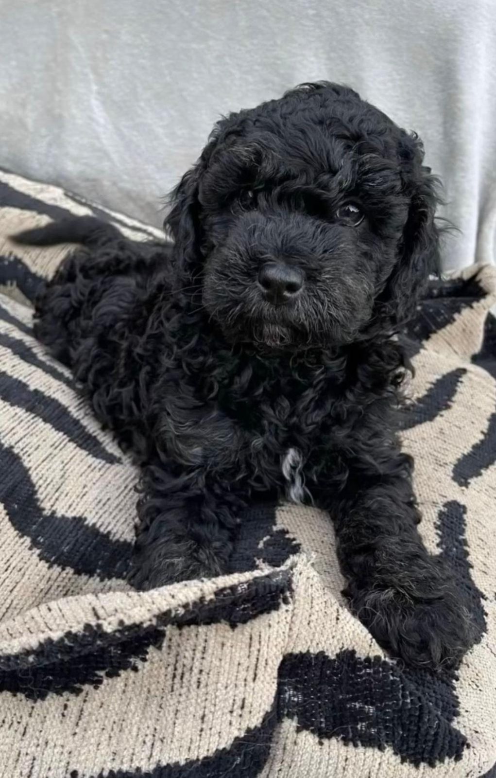 BLACK TOY POODLE YENİ AİLESİNİ ARIYOR