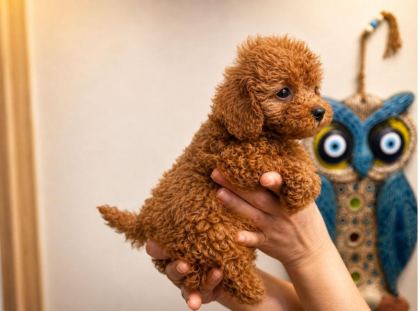 1 MART DOĞUMLU POODLE DİŞİ ORJİNAL RED YAVRULARIMIZ