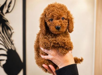 1 MART DOĞUMLU POODLE DİŞİ ORJİNAL RED YAVRULARIMIZ