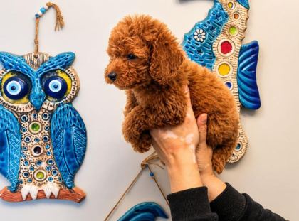 1 MART DOĞUMLU POODLE DİŞİ ORJİNAL RED YAVRULARIMIZ