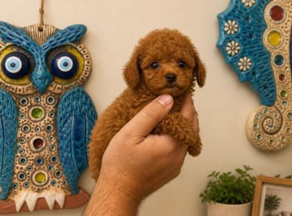 1 MART DOĞUMLU POODLE DİŞİ ORJİNAL RED YAVRULARIMIZ