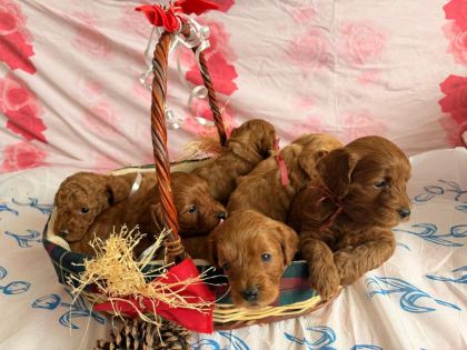TOY POODLE YAVRULARIMIZA YENİ YUVA ARIYORUZ