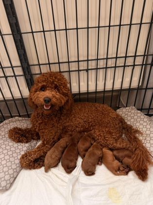 TOY POODLE YAVRULARIMIZA YENİ YUVA ARIYORUZ