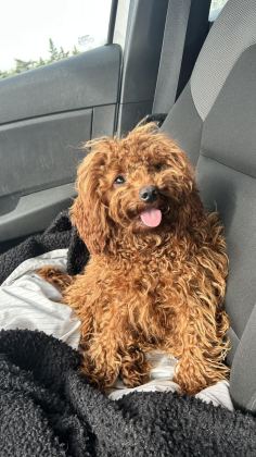 1 YAŞINDA DİŞİ TOY POODLE
