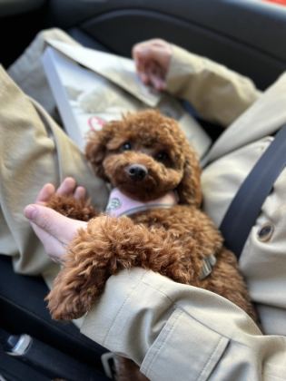1 YAŞINDA DİŞİ TOY POODLE