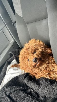 1 YAŞINDA DİŞİ TOY POODLE