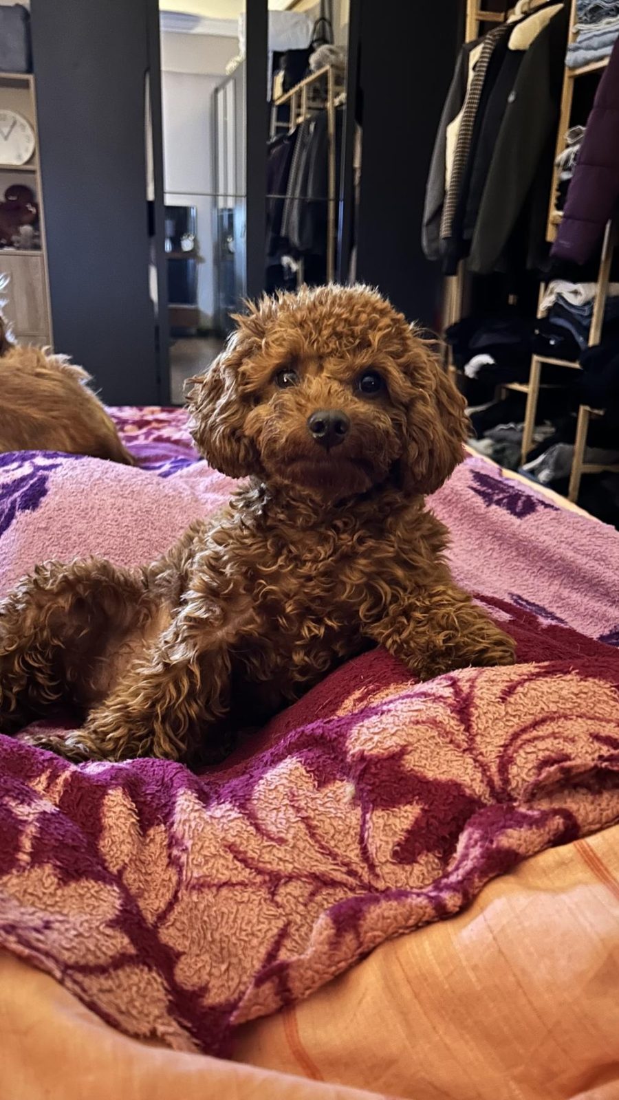 1 YAŞINDA DİŞİ TOY POODLE