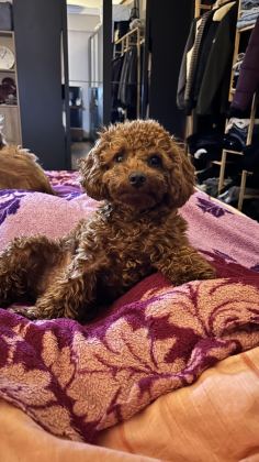 1 YAŞINDA DİŞİ TOY POODLE