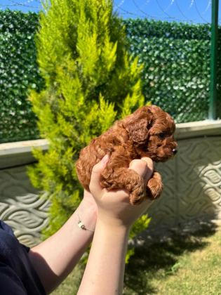 TEACUP TOY POODLE 1 AYLIK