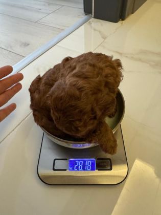 TEACUP TOY POODLE 1 AYLIK