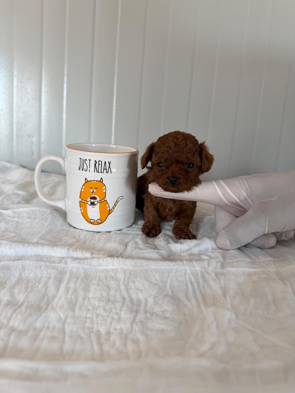TCUP KORE DİŞİ POODLE