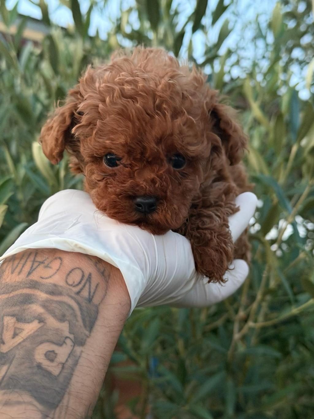 EN İYİ POODLE BENİM OLSUN İSTEYENE