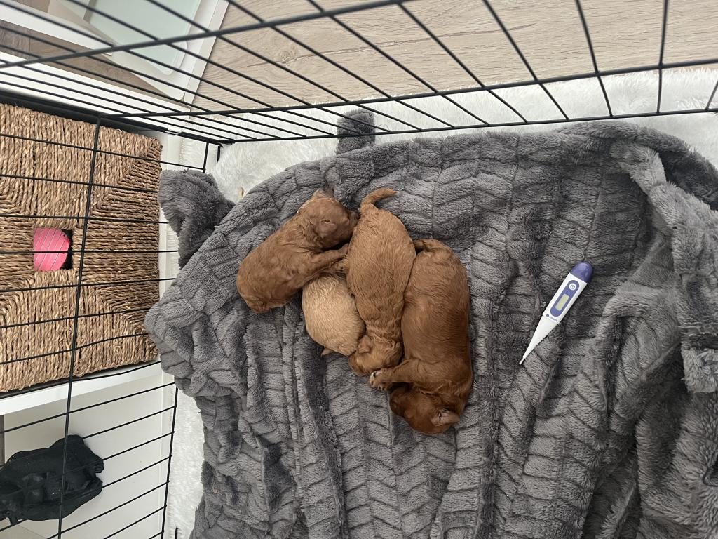 ORJİNAL TOY POODLE YAVRULARIMIZ