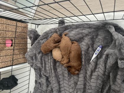 ORJİNAL TOY POODLE YAVRULARIMIZ