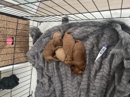 ORJİNAL TOY POODLE YAVRULARIMIZ