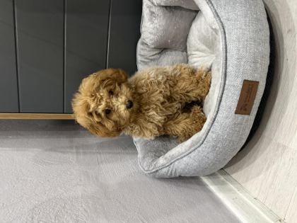 3 AYLIK TUVALET EĞİTİMLİ RED TOY POODLE