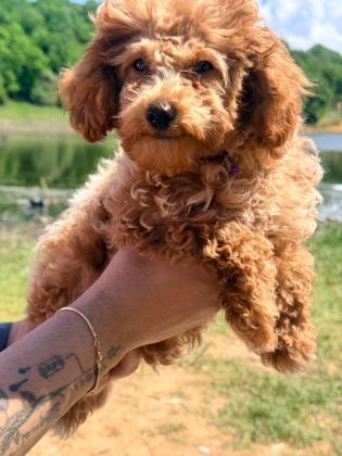 3 AYLIK TUVALET EĞİTİMLİ RED TOY POODLE