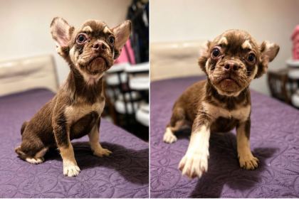 ROJO AND TAN FLUFFY FRENCH BULLDOG YAVRULAR