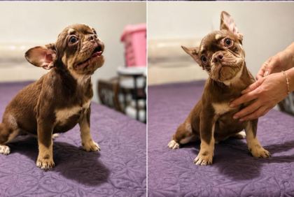 ROJO AND TAN FLUFFY FRENCH BULLDOG YAVRULAR