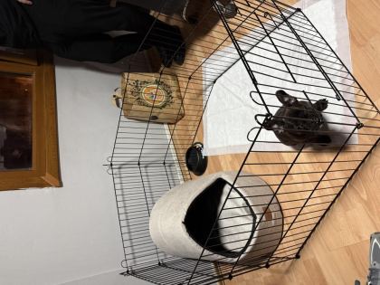 3 AYLIK YAVRU FRENCH BULLDOG