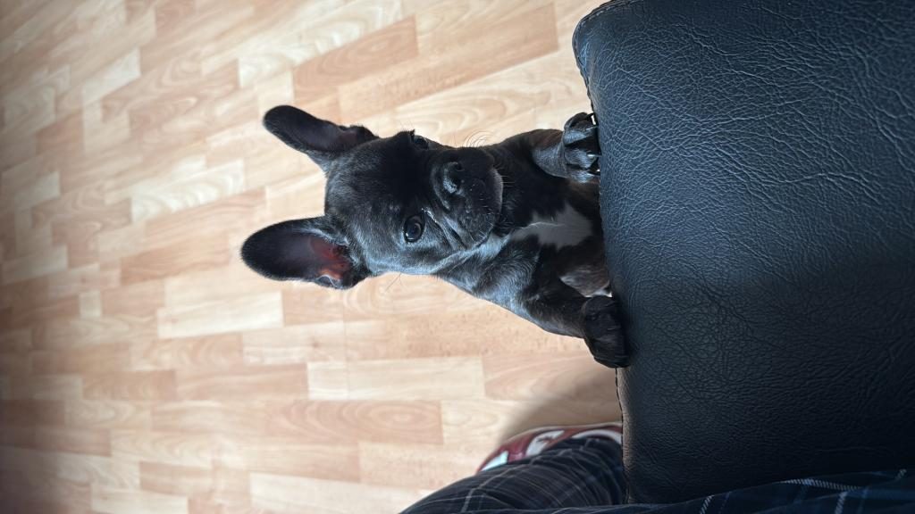 3 AYLIK YAVRU FRENCH BULLDOG