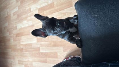 3 AYLIK YAVRU FRENCH BULLDOG
