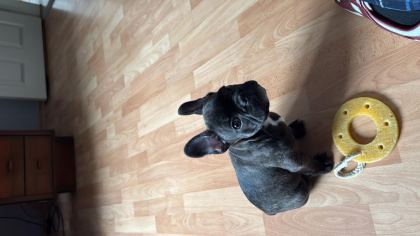 3 AYLIK YAVRU FRENCH BULLDOG