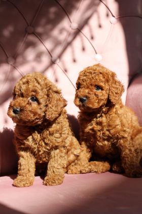 RED TOY POODLE