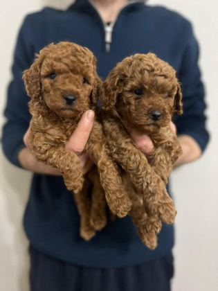 RED TOY POODLE