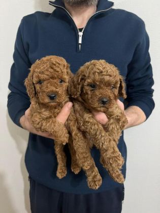 RED TOY POODLE