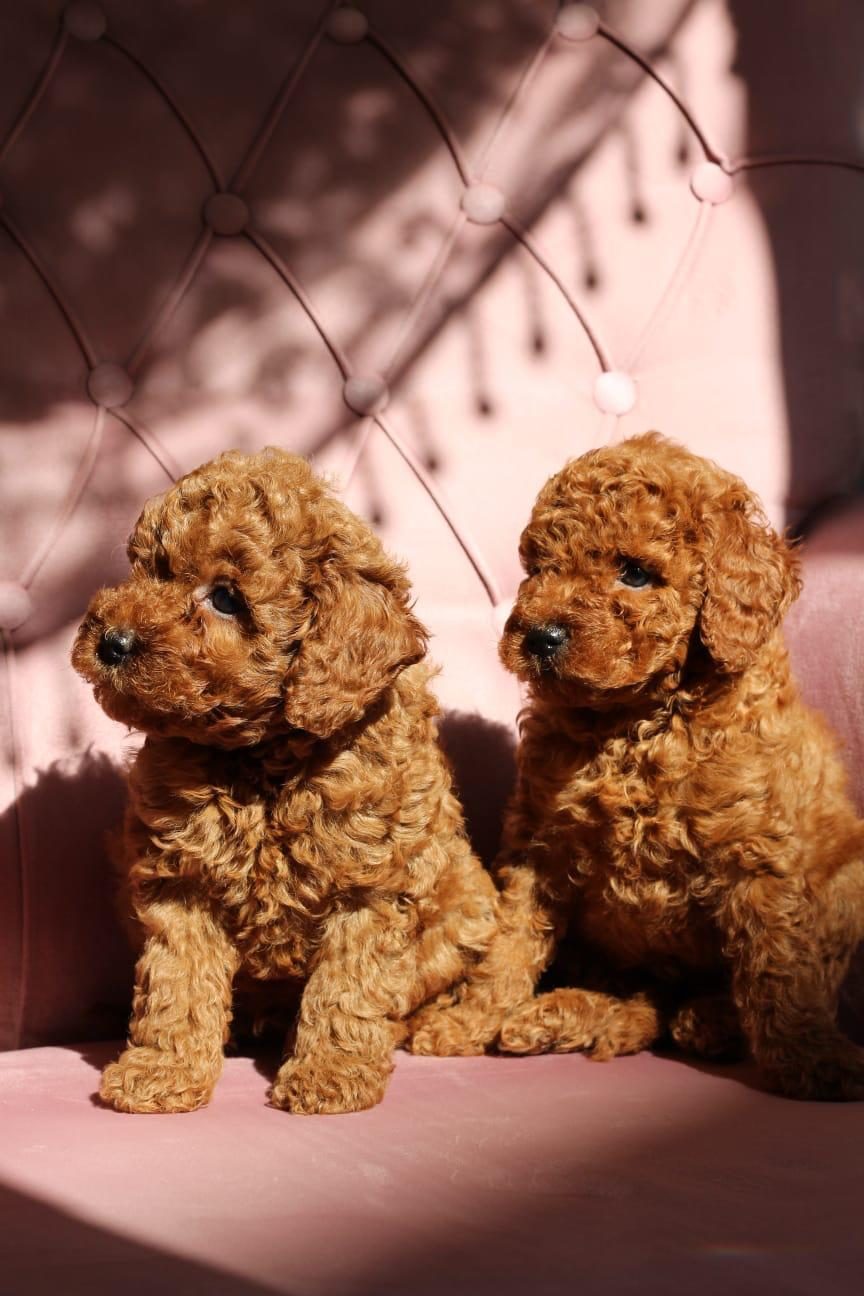 RED TOY POODLE