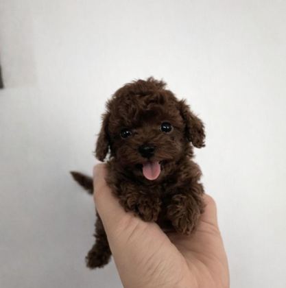 TEACUP POODLE DİŞİ YAVRU