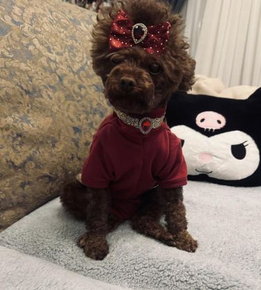 TEACUP POODLE DİŞİ YAVRU