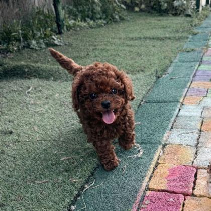 TEACUP POODLE DİŞİ YAVRU