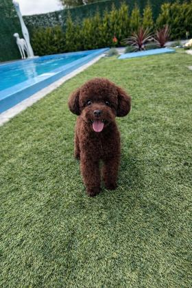 TEACUP POODLE DİŞİ YAVRU