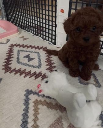TEACUP POODLE DİŞİ YAVRU