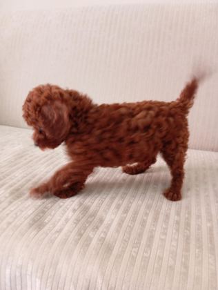 DARK RED BROWN TOY POODLE