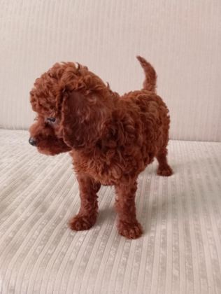DARK RED BROWN TOY POODLE