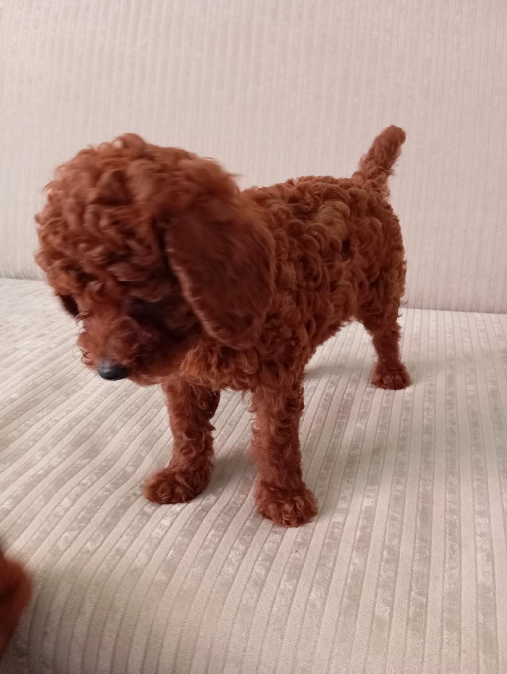 DARK RED BROWN TOY POODLE