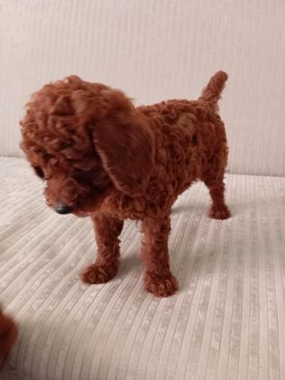 DARK RED BROWN TOY POODLE