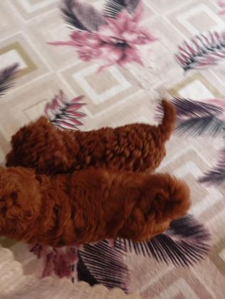 DARK RED BROWN TOY POODLE