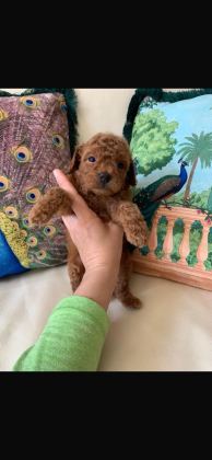 TOY POODLE ERKEK KISA KUYRUK