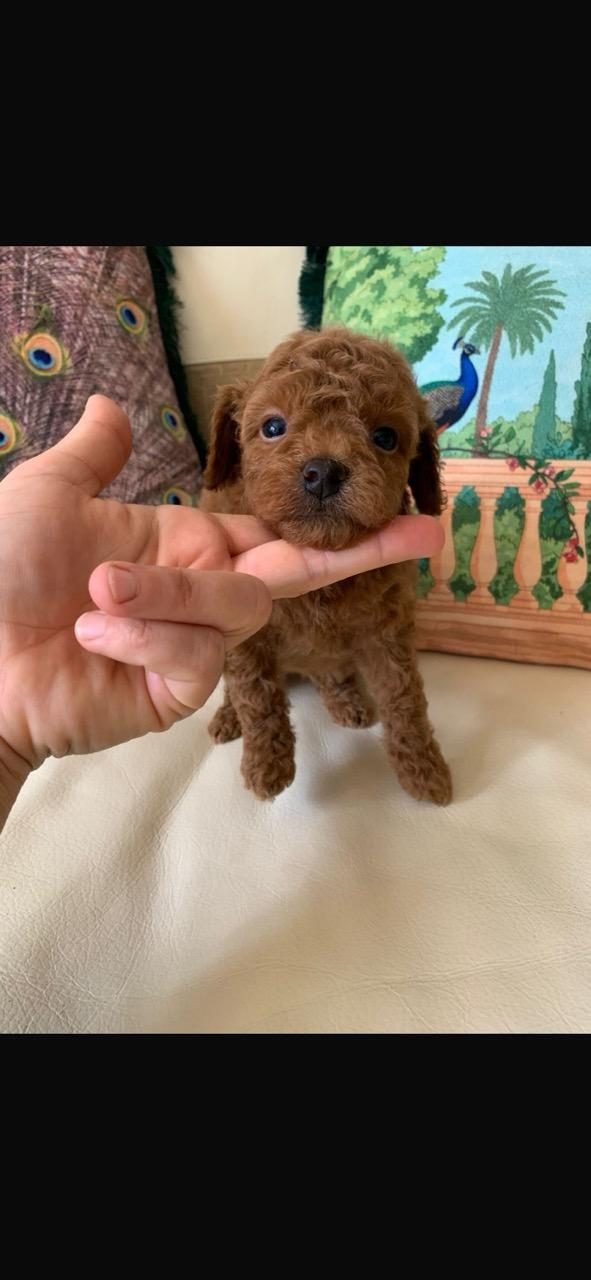 TOY POODLE ERKEK KISA KUYRUK